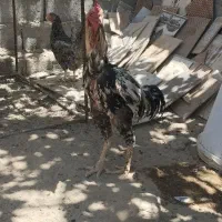 خروس ناب و عالی