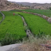 بذر برنج کامفیروزی زودرس (چلتوک)