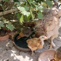 جوجه محلی
