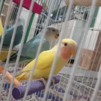 طوطی کوتوله برزیلی