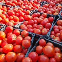 گوجه باکیفیت