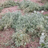 یونجه|لوازم جانبی حیوانات|شوشتر, |دیوار