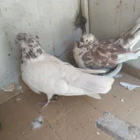 یک جفت کفتر گرگی درجه یک