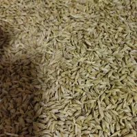 جو بذری شهبد