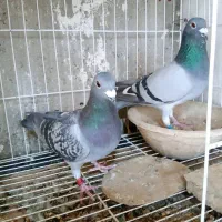 کبوتر