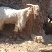 چهاد عدد بزغاله نر  ۳ عدد بره نر و۴ میش چاق کوهی