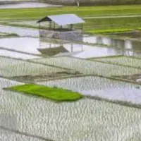 کارگر برای شالیکاری،برنجکاری