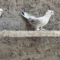 کفتر هما شمرونی