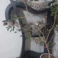 میزکودک وبوفه