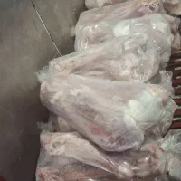 قلم گوساله