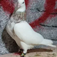 نرالماسی آجری وماده واکسی زیبا