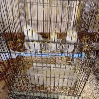 عروس هلندی