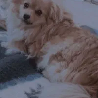 پامر اصل ماده