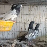 کبوتر تیدی و سبز پاکستانی