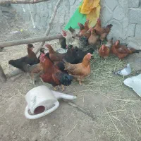 فروش ۱۳مرغ تخم گذار