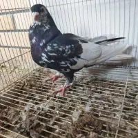 کبوتر یال سیاه نر گلدار اتیغه