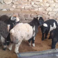 بره چاق|حیوانات مزرعه|مسجد سلیمان, |دیوار