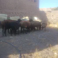 ده راس میش شیره صاف. گلگی همه سالم
