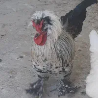 دو عدد خروس سلطان،پا پر،کاکلی ،ریش دار،خیلی زیبا