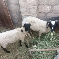 بره نر و ماده