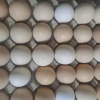 تخم مرغ قیمت مناسب