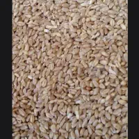 گندم پیشگام