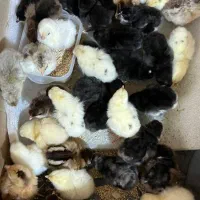 جوجه مرغ یک روزه و دوروزه نژاد کرچ شو پاپر چهل تاج