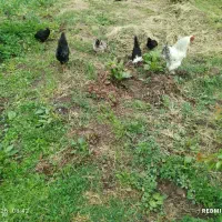 تعدادی مرغ وخروس