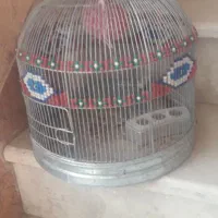 قفس