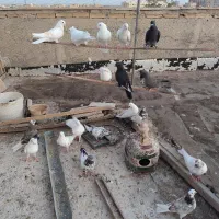 کبوتر یجا به فروش می‌رسد
