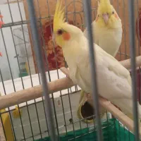 جوجه عروس هلندی