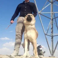 واگذاری سگ‌سرابی