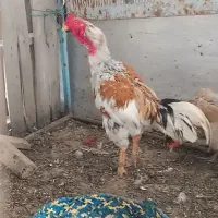 مرغ وخروس لاری معاوضه با عروس هلندی