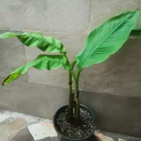 نهال موز و نخل پالم