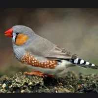 سه جفت فنچ بالغ