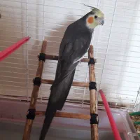 عروس هلندی نر