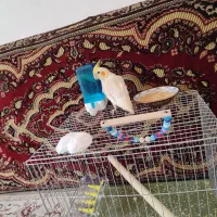 طوطی عروس
