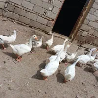 فروش یکجاباقیمت مناسب