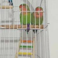دوعدد کوتوله نر و ماده حفت اهلی
