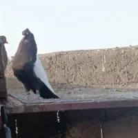 سینه سیاه نر 40سانتی قواره دار به ضمانت