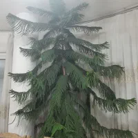 گل مطبق