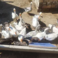 تعدادی غاز