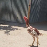 خروس لاری جوان