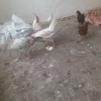 فروشی