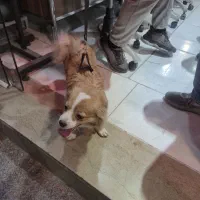 پامر روباهی