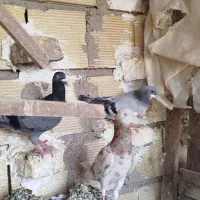 هفرنگ ماده،زیل دم سفید نر