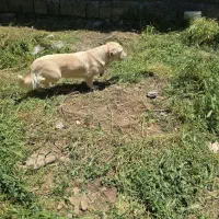 پاکوتاه ماده