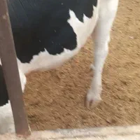 گاو شیری ۴عدد هرکوم تا ۶۰۰ کیلو وزن دارن