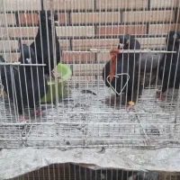 کفتر زاغ آبادانی