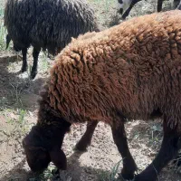 ۲ عدد بره نر افشاری جوان